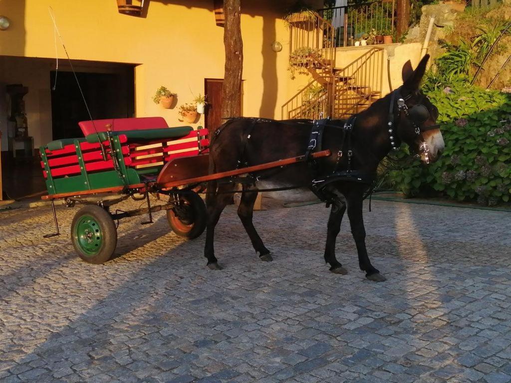 Quinta De Carcavelos Agroturismo E Enoturismo Celorico De Basto Εξωτερικό φωτογραφία